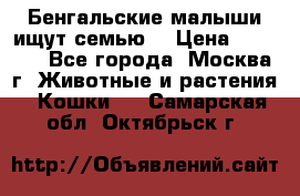 Бенгальские малыши ищут семью) › Цена ­ 5 500 - Все города, Москва г. Животные и растения » Кошки   . Самарская обл.,Октябрьск г.